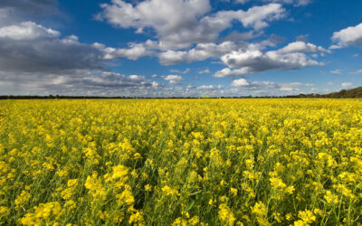 Mexico: Opportunities for Mexico’s oilseed crushing industry with Australian Canola