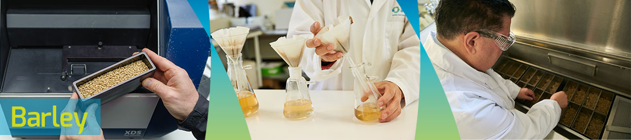 Montage of images showing a container of barley, laboratory tests using flasks, with filter paper in the top and a man loading barley into a machine